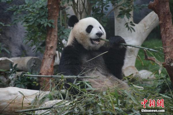 澳门四不像正版资料大全凤凰,澳门四不像正版资料大全凤凰，探索与解析